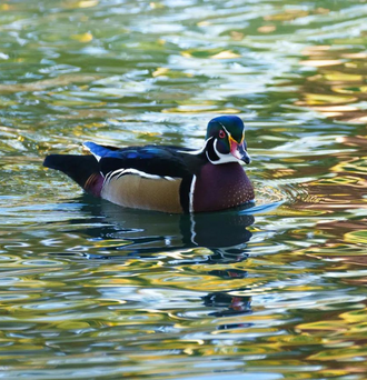 A wood duck is spotted by the Tucson Audubon Society as they go birding in Reid Park on Oct. 29, 2022, in Tucson.